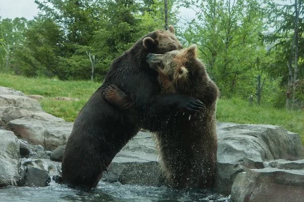 Två grizzly (brun) björnar kämpa — Stockfoto