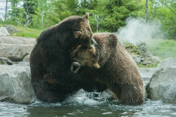 Twee grizzly (bruin) beren vechten — Stockfoto