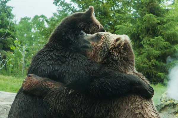 Boj dvou medvědů grizzly (hnědá) — Stock fotografie