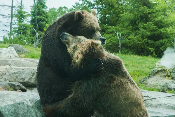 Due grizzly (marrone) orsi lotta — Foto Stock