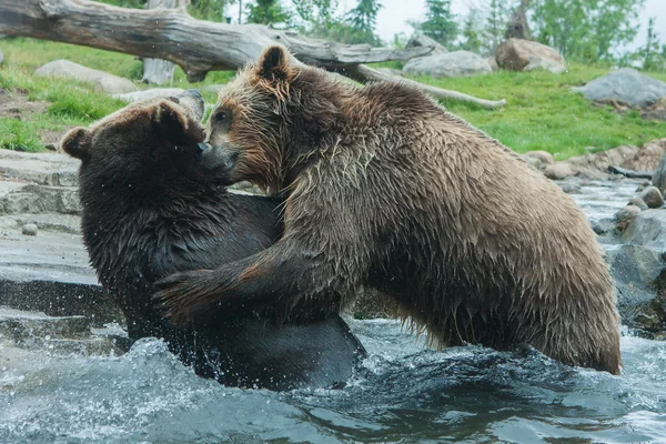 Walczą dwa niedźwiedzie grizzly (brązowy) — Zdjęcie stockowe