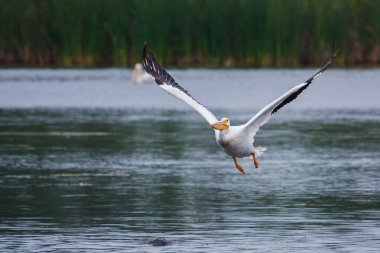 uçuşta beyaz Pelikan (pelecanus erythrorhynchos)