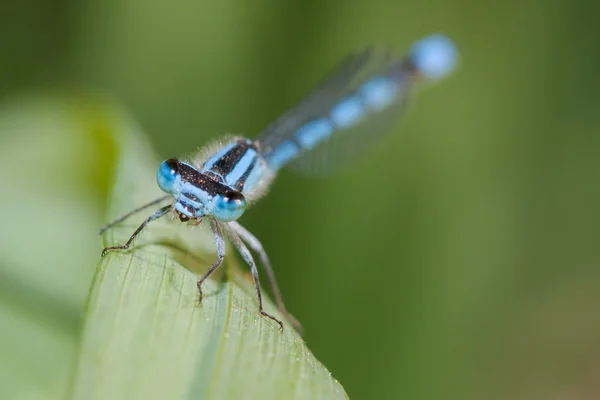 Обыкновенная синяя равнокрылая стрекоза — стоковое фото