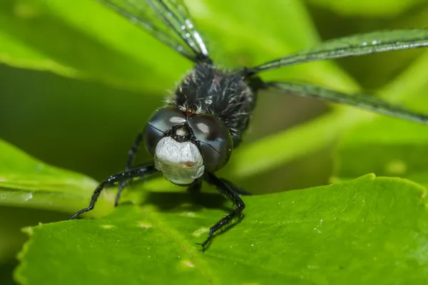 Common Darter Dragonfly — Stock Photo, Image