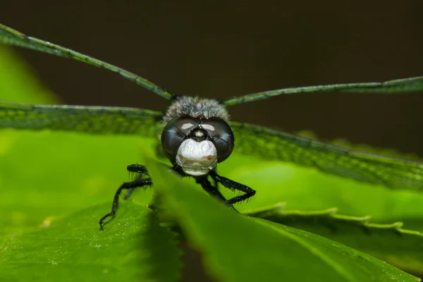 Libélula mais escura comum — Fotografia de Stock