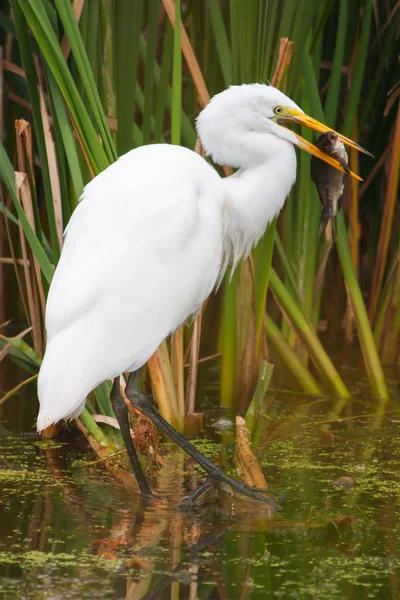 Great White Egret Catching fish — Stock Photo, Image