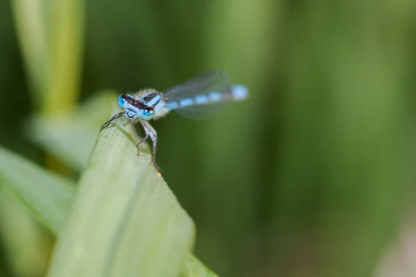 Common Blue Damselfly — Stock Photo, Image