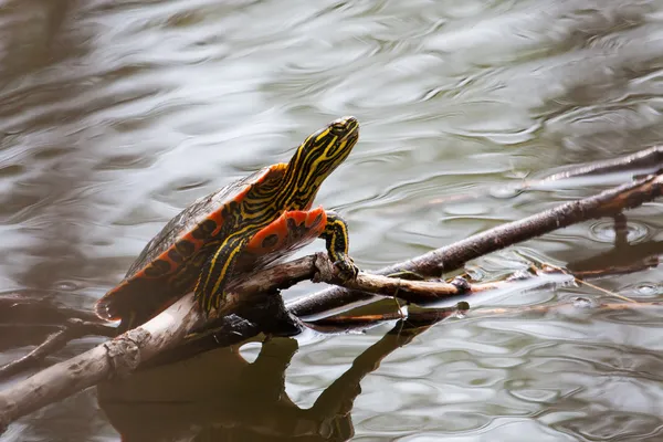 Tortuga pintada Sunning —  Fotos de Stock