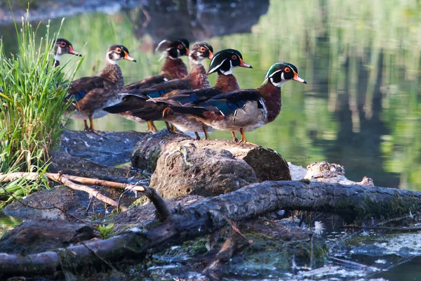 Kleurrijke mannelijke hout duck, permanent — Stockfoto