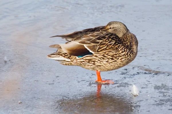 Vrouwelijke mallard duck staande op ijs — Stockfoto