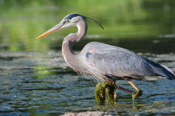 Great blue heron połowów — Zdjęcie stockowe