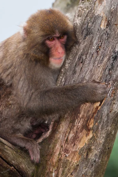 (Sneeuw) makaak Monkey's — Stockfoto