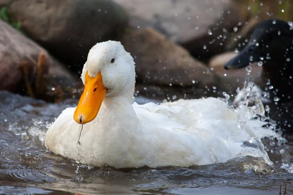 Beyaz ördek sıçramasına — Stok fotoğraf