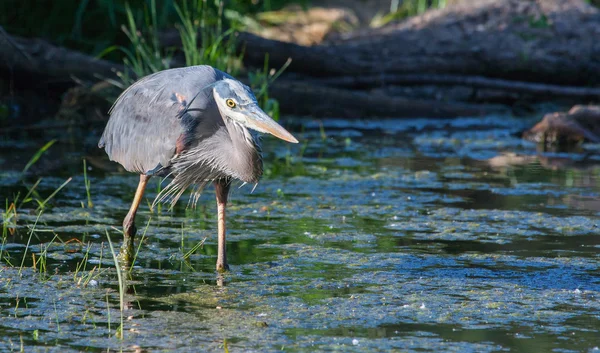 Great Blue Heron Fishing — Stock Photo, Image