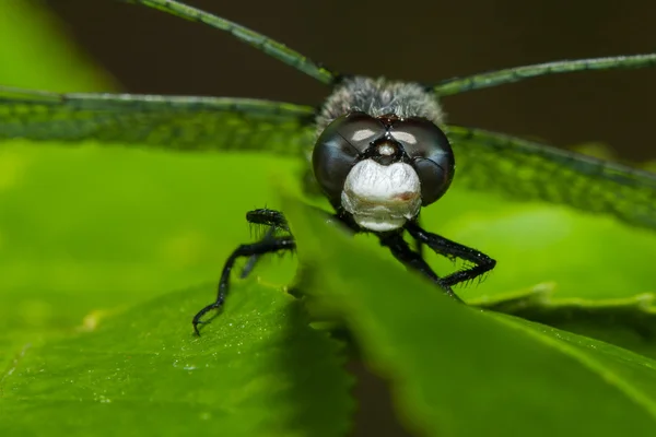 Common Darter Dragonfly — Stok fotoğraf