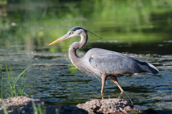 Grande pesca Blue Heron — Fotografia de Stock