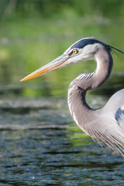 Grand Héron pêche — Photo