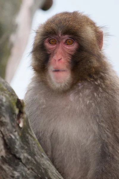 Opice makak (sníh) — Stock fotografie
