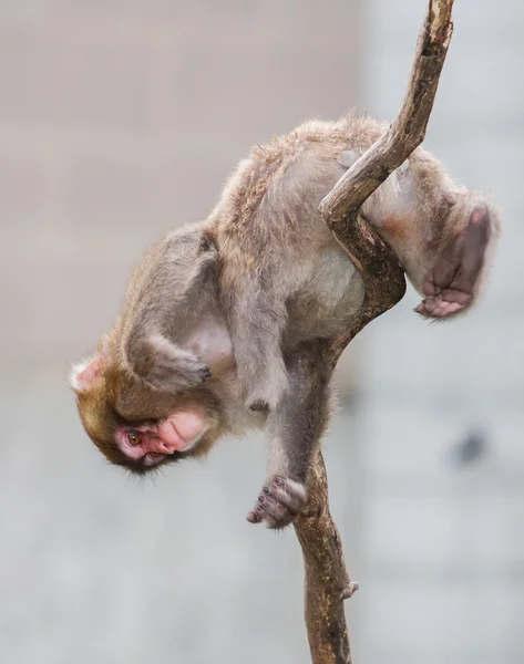 (Sneeuw) makaak Monkey's — Stockfoto