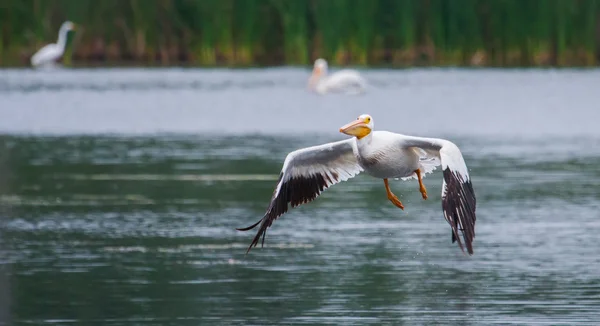 Pelicano branco (Pelecanus erythrorhynchos) em voo — Fotografia de Stock