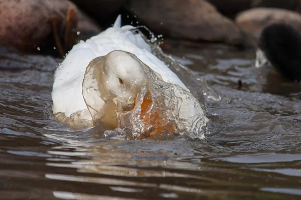 Beyaz ördek sıçramasına — Stok fotoğraf