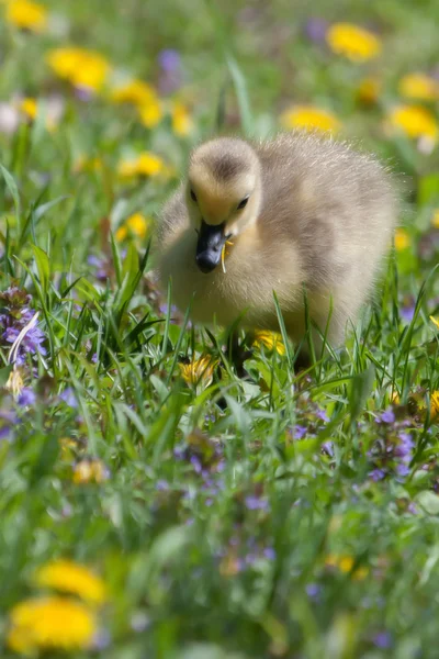 Canadian Goose Gosling resting and eating — Stock Photo, Image