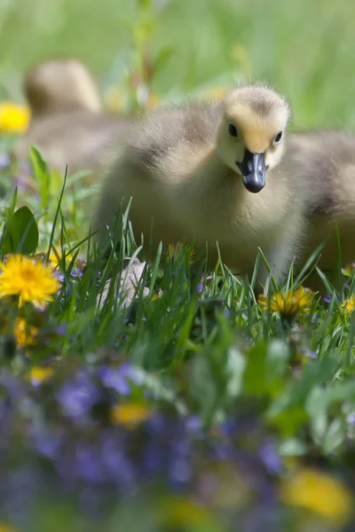 Kanadské husy gosling odpočinek a stravování — Stock fotografie