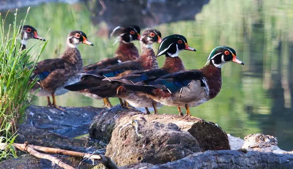 Anatra di legno maschile colorato, in piedi — Foto Stock