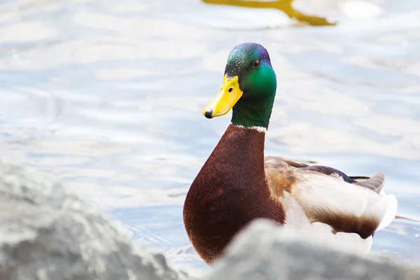 Close-up van een drake, wilde eend, staande — Stockfoto