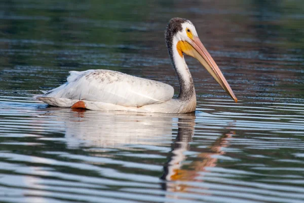 Beyaz Pelikan (Pelecanus erythrorhynchos) — Stok fotoğraf