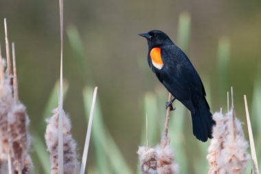 erkek Kırmızı - kanatlı karakuş kedi kuyruğu yumuşak odak