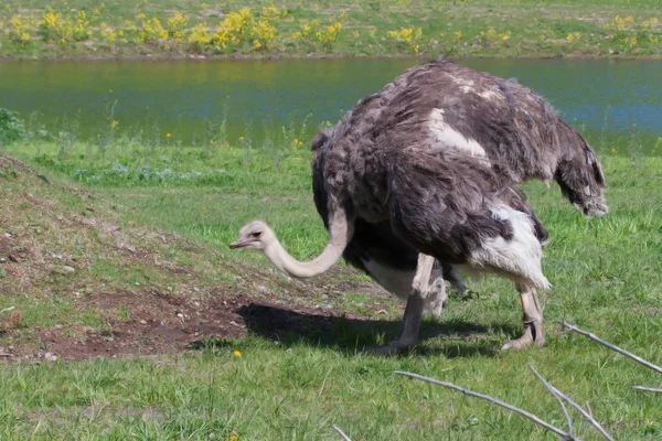 Ostrich in the field — Stock Photo, Image