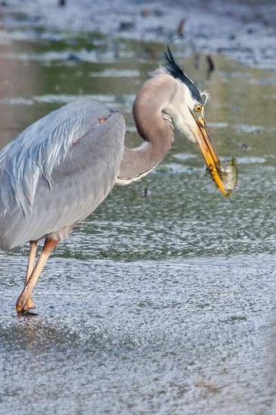 Blauwe reiger visserij — Stockfoto