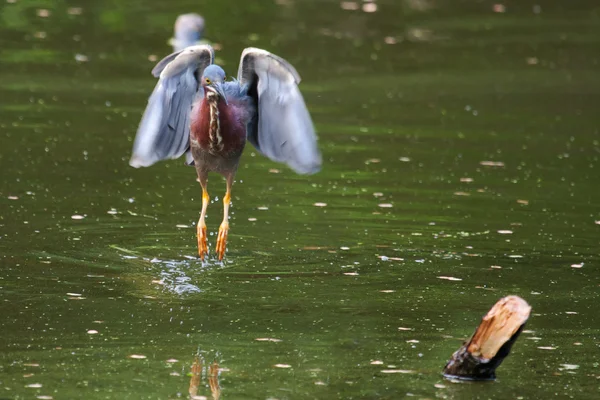 Groene reiger jacht — Stockfoto