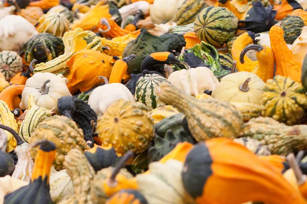 Halloween Gourds — Stock Photo, Image