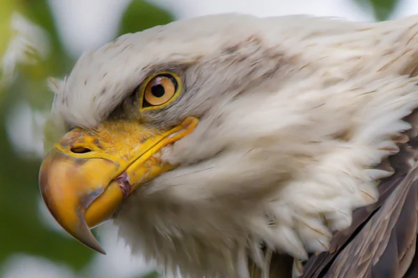 Aquila calva americana in HDR High Dynamic Range — Foto Stock