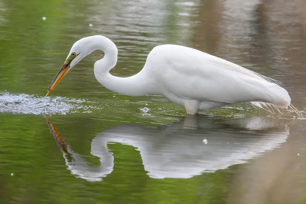 Vit Ägretthäger fiske — Stockfoto