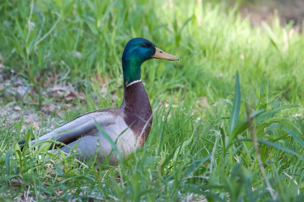 Mallard vista lateral Retrato —  Fotos de Stock