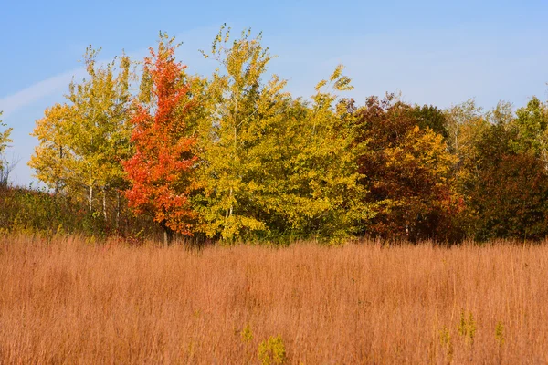 Waldfarben im Herbst in hdr — Stockfoto