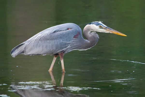 Grande pesca Blue Heron — Fotografia de Stock