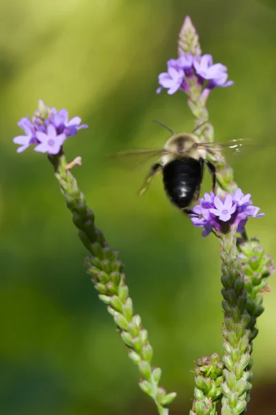 Golden Northern Bumblebee in Flight — Stock Photo, Image