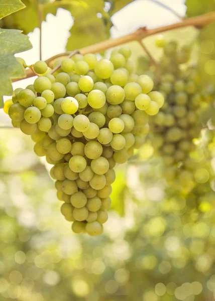 Dojrzewanie winogron — Zdjęcie stockowe