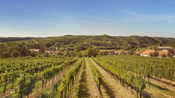 Vineyards — Stock Photo, Image