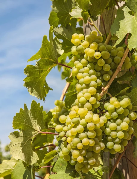 Ripening grape — Stock Photo, Image