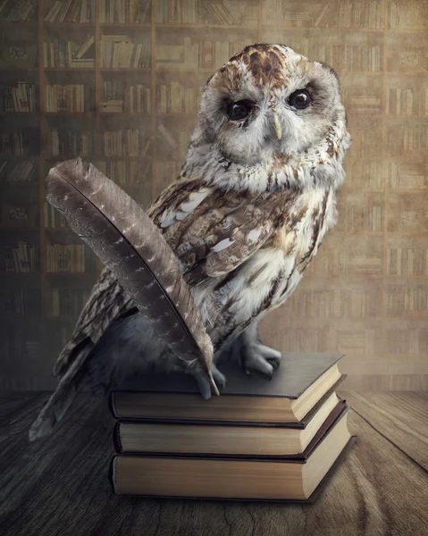 Wise owl — Stock Photo, Image