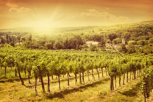 Winnice krajobraz — Zdjęcie stockowe