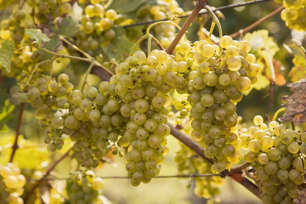 Dojrzewanie zielonych winogron — Zdjęcie stockowe