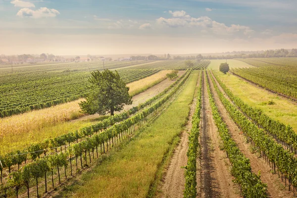 Виноградники пейзаж — стоковое фото