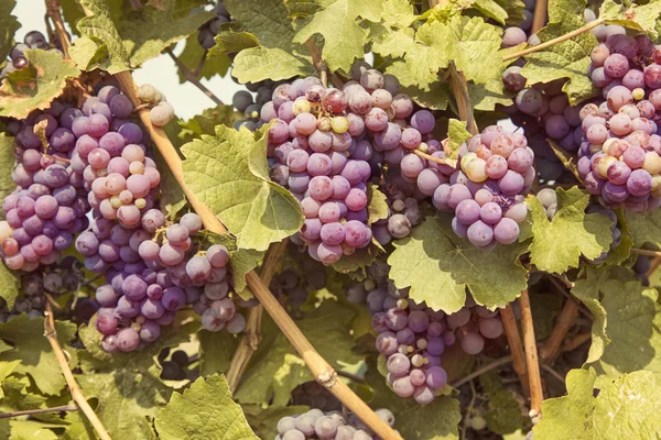 Um bando de uvas vermelhas — Fotografia de Stock