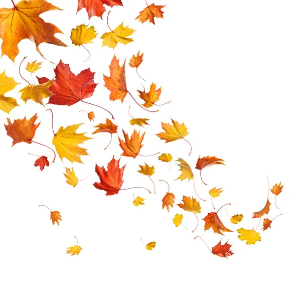 Autumn falling leaves — Stock Photo, Image